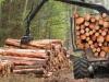 Нынешнее состояние и перспективы развития лесного хозяйства, лесной, деревообрабатывающей и целлюлозно-бумажной промышленности