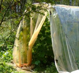 Применение навоза в парнике для раннего выращивания рассады Солома как биотопливо в теплице